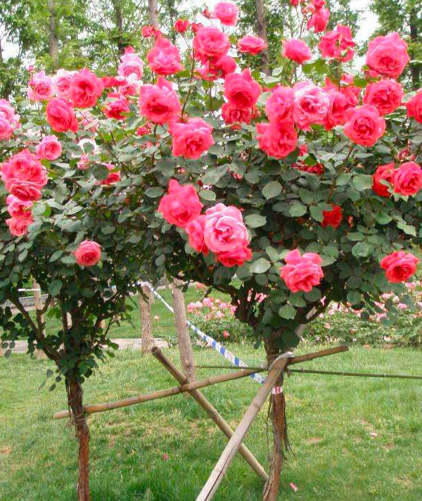 樹(shù)狀月(yuè)季