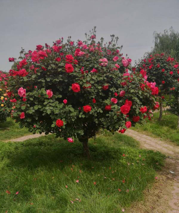 樹(shù)狀月(yuè)季