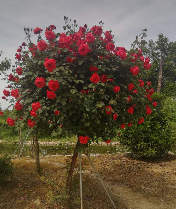 樹(shù)狀月(yuè)季