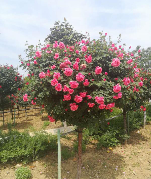 樹(shù)狀月(yuè)季