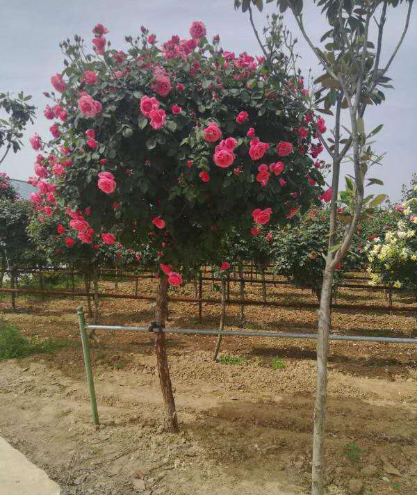 樹(shù)狀月(yuè)季