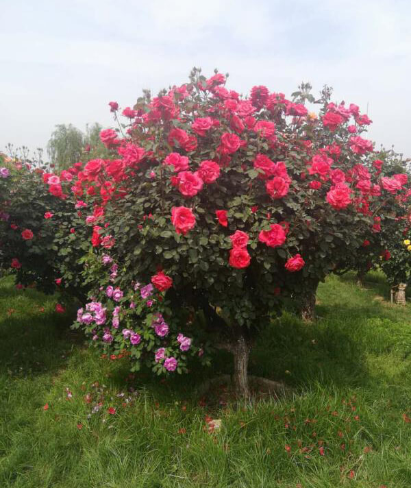 樹(shù)狀月(yuè)季