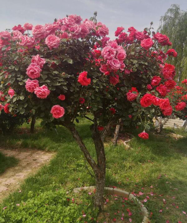 樹(shù)狀月(yuè)季