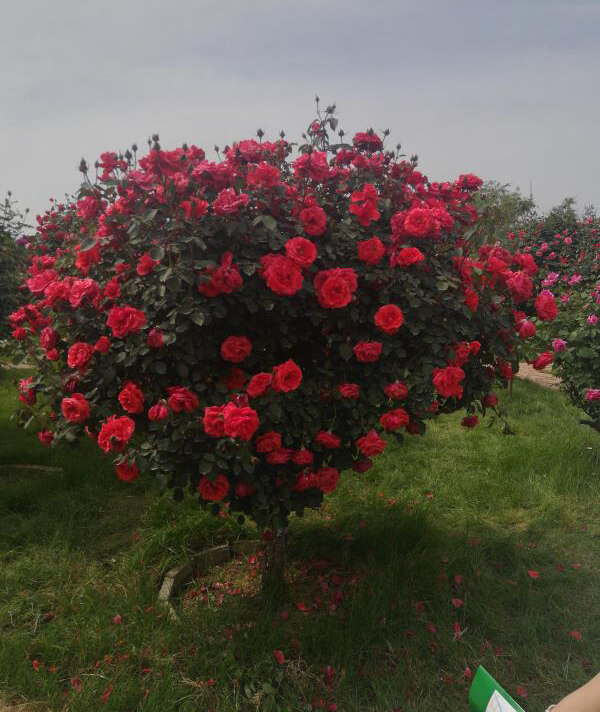 樹(shù)狀月(yuè)季