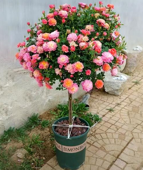 棒棒糖月(yuè)季