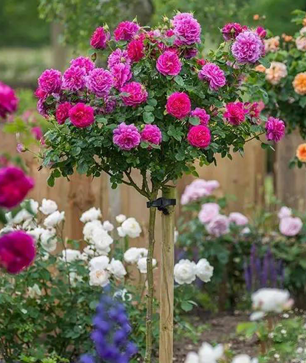 棒棒糖月(yuè)季