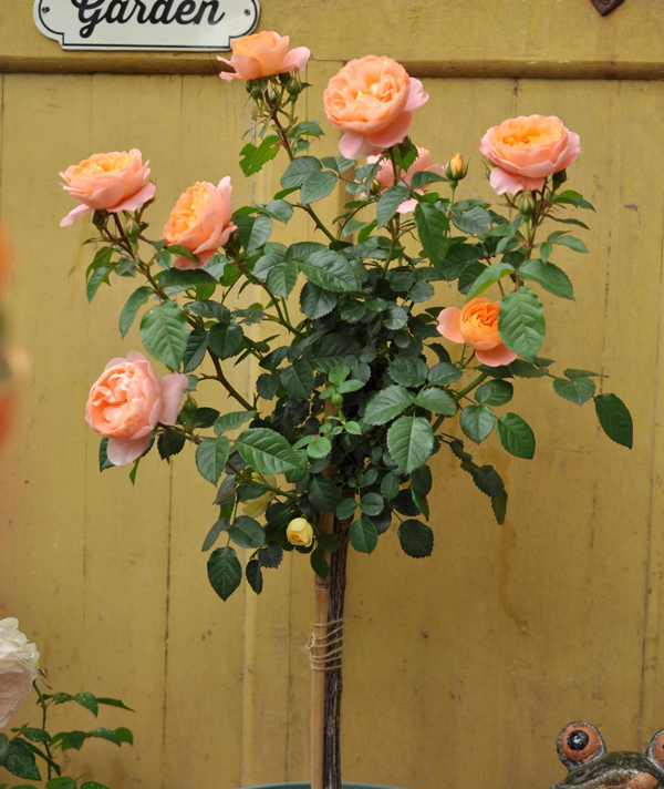 棒棒糖月(yuè)季